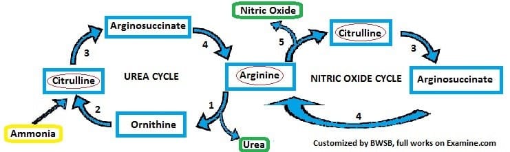 Citrulline making nitric oxide